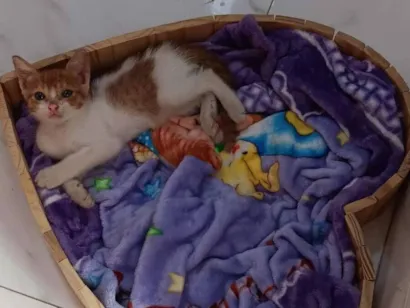 Gato raça SRD-ViraLata idade 2 a 6 meses nome Fred