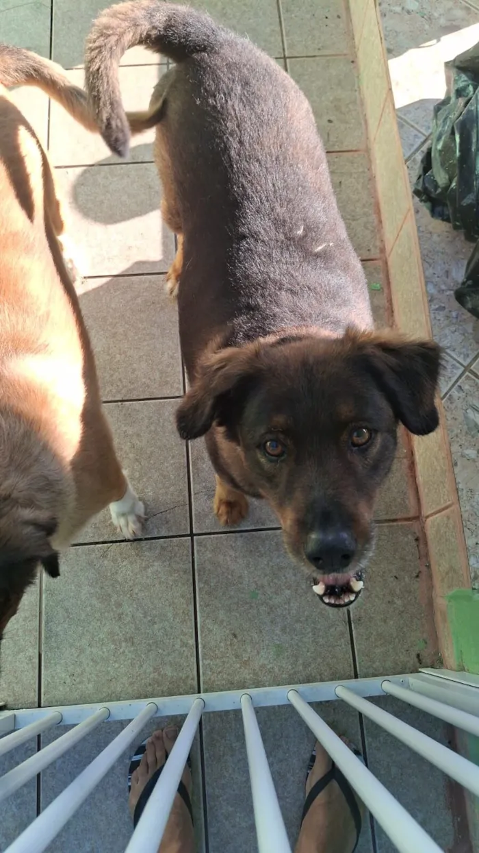 Cachorro raça SRD-ViraLata idade 6 ou mais anos nome Colt