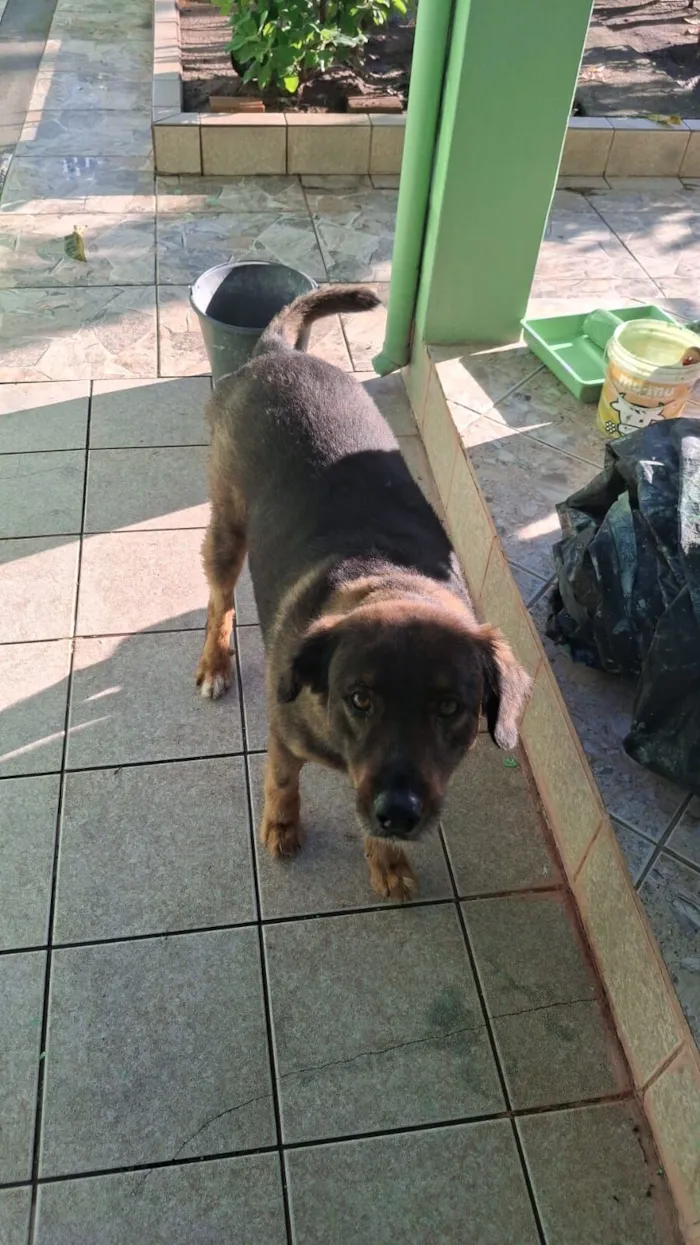 Cachorro raça SRD-ViraLata idade 6 ou mais anos nome Colt