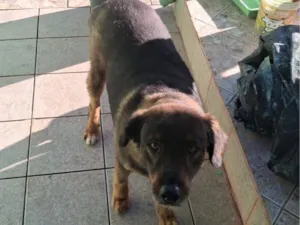 Cachorro raça SRD-ViraLata idade 6 ou mais anos nome Colt