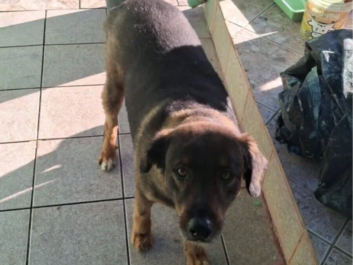 Cachorro raça SRD-ViraLata idade 6 ou mais anos nome Colt