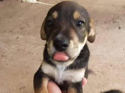 Cachorro raça SRD-ViraLata idade 2 a 6 meses nome Isaac