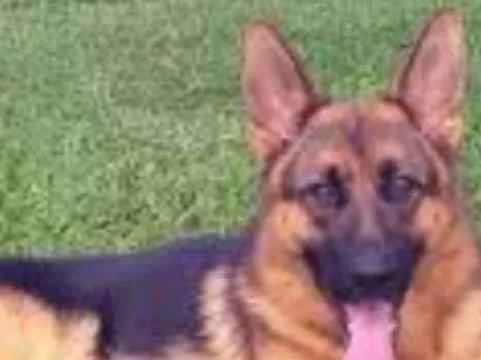 Cachorro raça Pastor Alemão idade Abaixo de 2 meses nome JADER MARIA DE OLIVEIRA