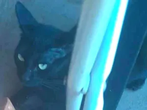 Gato raça SRD-ViraLata idade 2 anos nome Jade