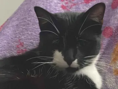 Gato raça SRD-ViraLata idade 1 ano nome Nicky