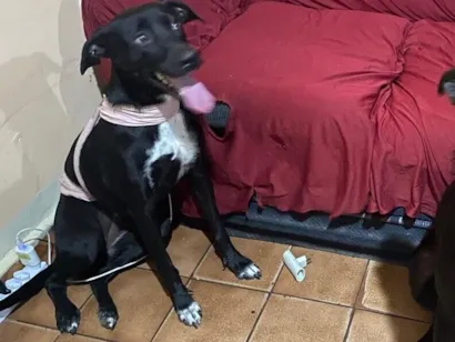 Cachorro raça SRD-ViraLata idade 2 anos nome Zury