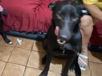 Cachorro raça SRD-ViraLata idade 2 anos nome Luna