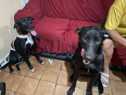 Cachorro raça SRD-ViraLata idade 2 anos nome Luna