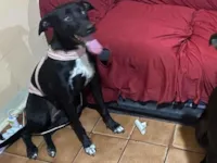 Cachorro raça SRD-ViraLata idade 2 anos nome Zury