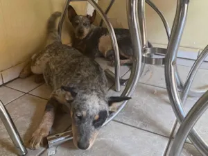 Cachorro raça Pastor Alemão idade 7 a 11 meses nome maria 