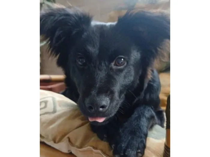 Cachorro raça SRD-ViraLata idade 2 a 6 meses nome Mabel (nome dado para a cachorra)