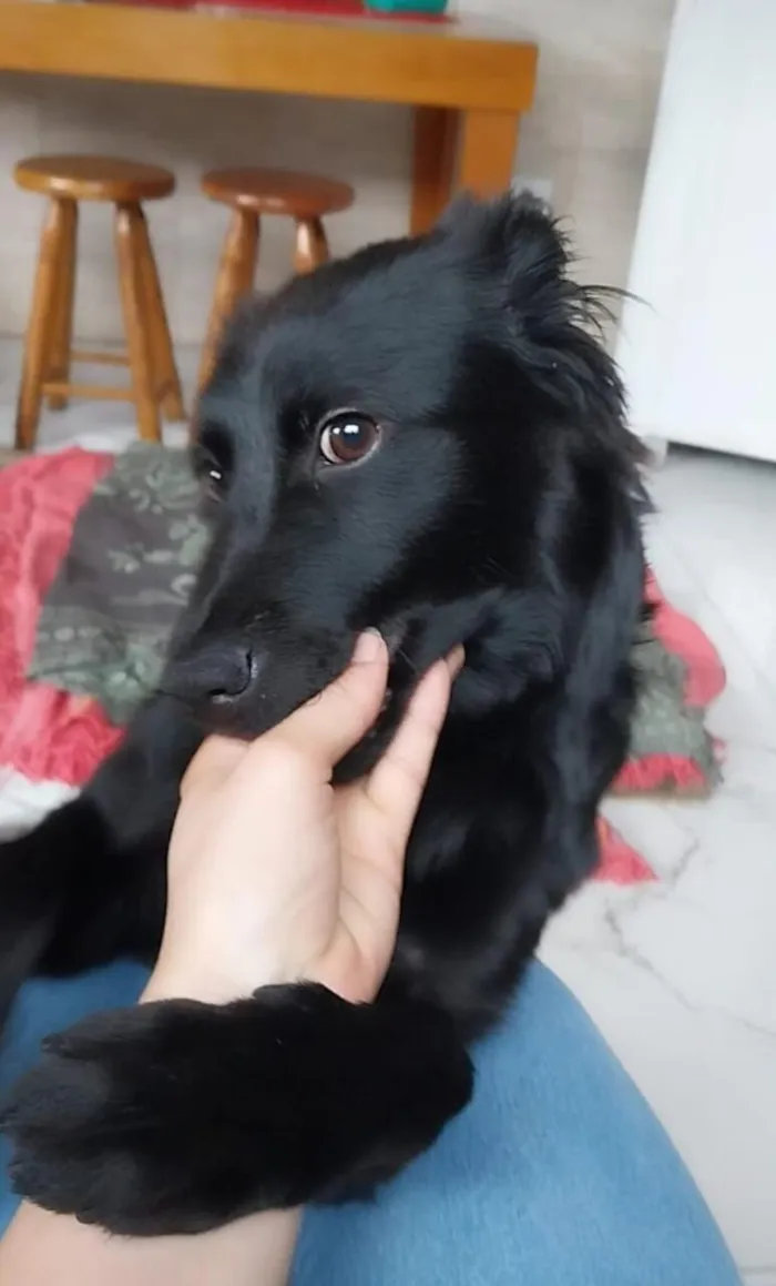 Cachorro raça SRD-ViraLata idade 2 a 6 meses nome Mabel (nome dado para a cachorra)