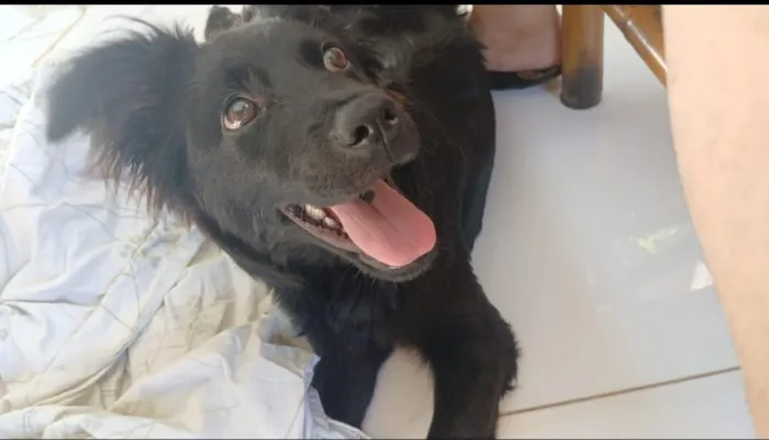 Cachorro raça SRD-ViraLata idade 2 a 6 meses nome Mabel (nome dado para a cachorra)