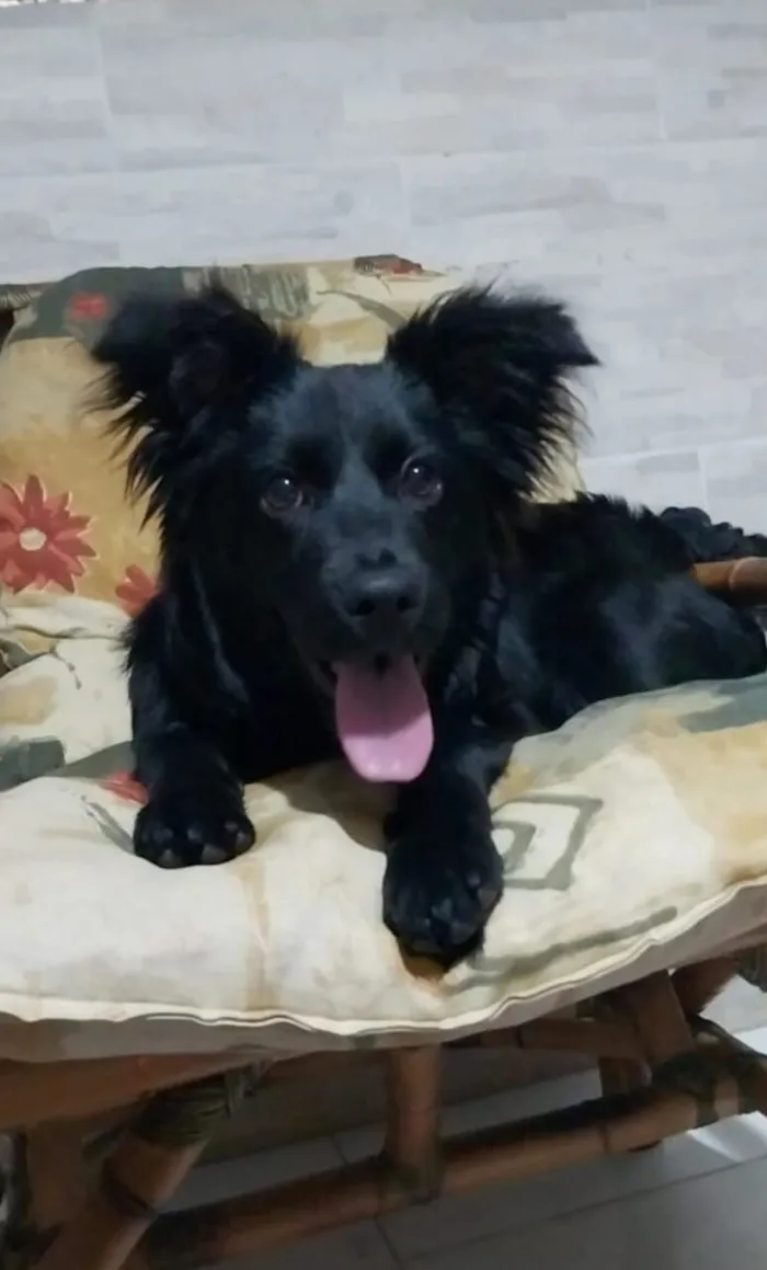 Cachorro raça SRD-ViraLata idade 2 a 6 meses nome Mabel (nome dado para a cachorra)