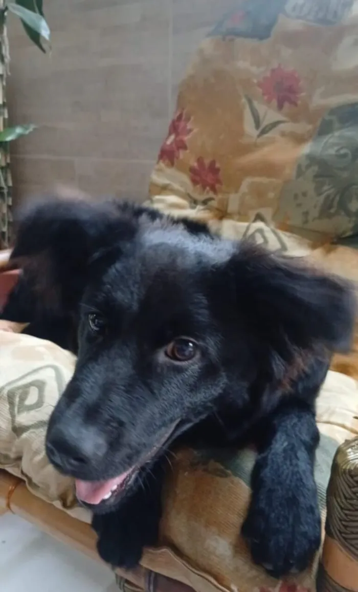 Cachorro raça SRD-ViraLata idade 2 a 6 meses nome Mabel (nome dado para a cachorra)