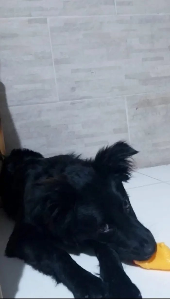 Mabel (nome dado para a cachorra)