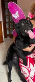 Cachorro raça SRD-ViraLata idade 2 a 6 meses nome Mabel (nome dado para a cachorra)