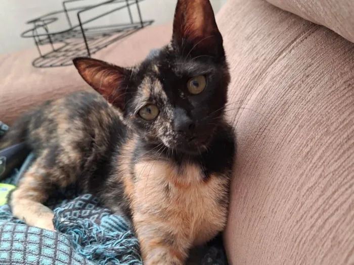 Gato raça SRD-ViraLata idade 7 a 11 meses nome Mimi