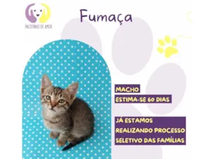 Gato raça SRD-ViraLata idade Abaixo de 2 meses nome Fumaça
