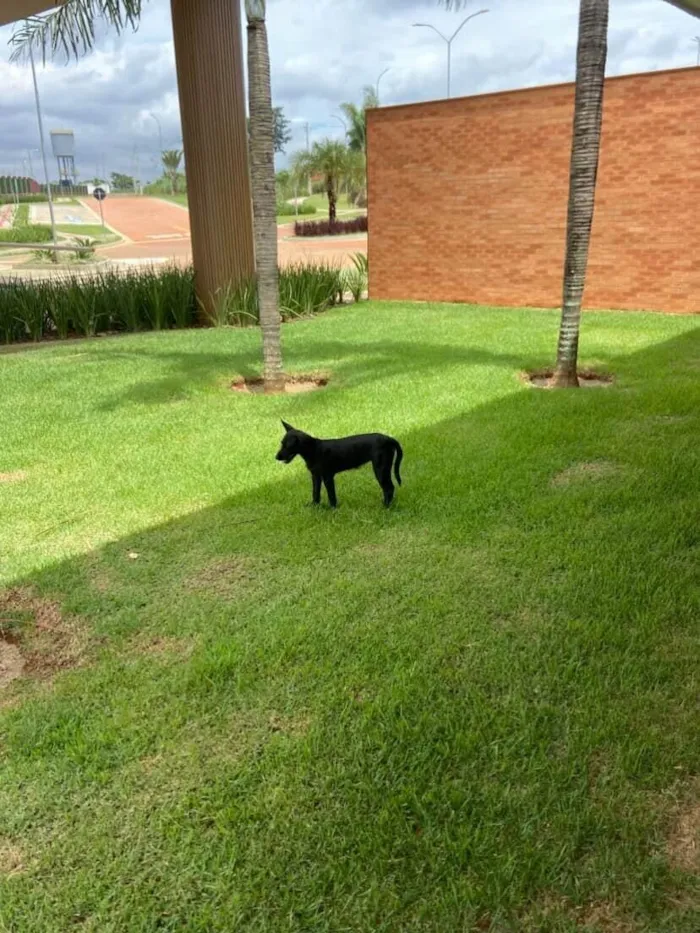 Cachorro raça SRD-ViraLata idade 2 a 6 meses nome pretinha