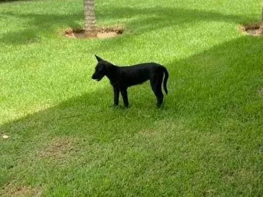 Cachorro raça SRD-ViraLata idade 2 a 6 meses nome pretinha