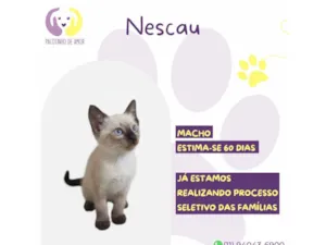 Gato raça SRD-ViraLata idade Abaixo de 2 meses nome Nescau