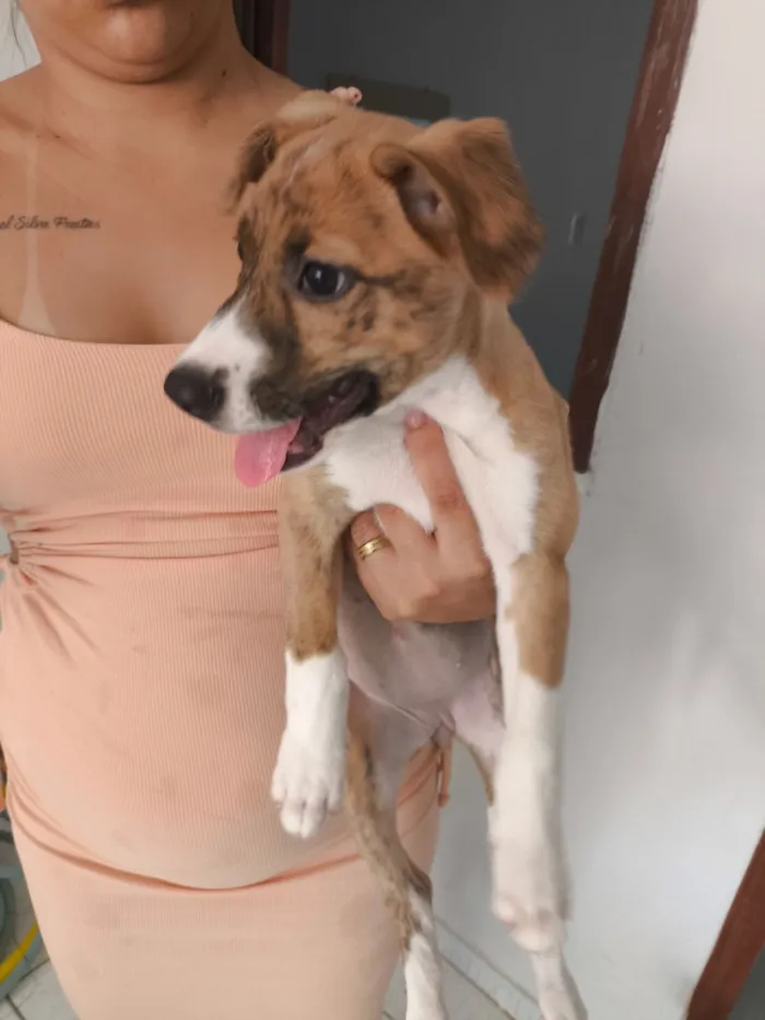 Cachorro raça SRD-ViraLata idade Abaixo de 2 meses nome Brisa 