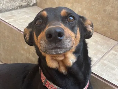 Cachorro raça SRD-ViraLata idade 4 anos nome Quitéria 