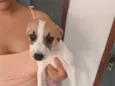 Cachorro raça SRD-ViraLata idade Abaixo de 2 meses nome Kyara 