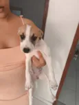Cachorro raça SRD-ViraLata idade Abaixo de 2 meses nome Kyara 