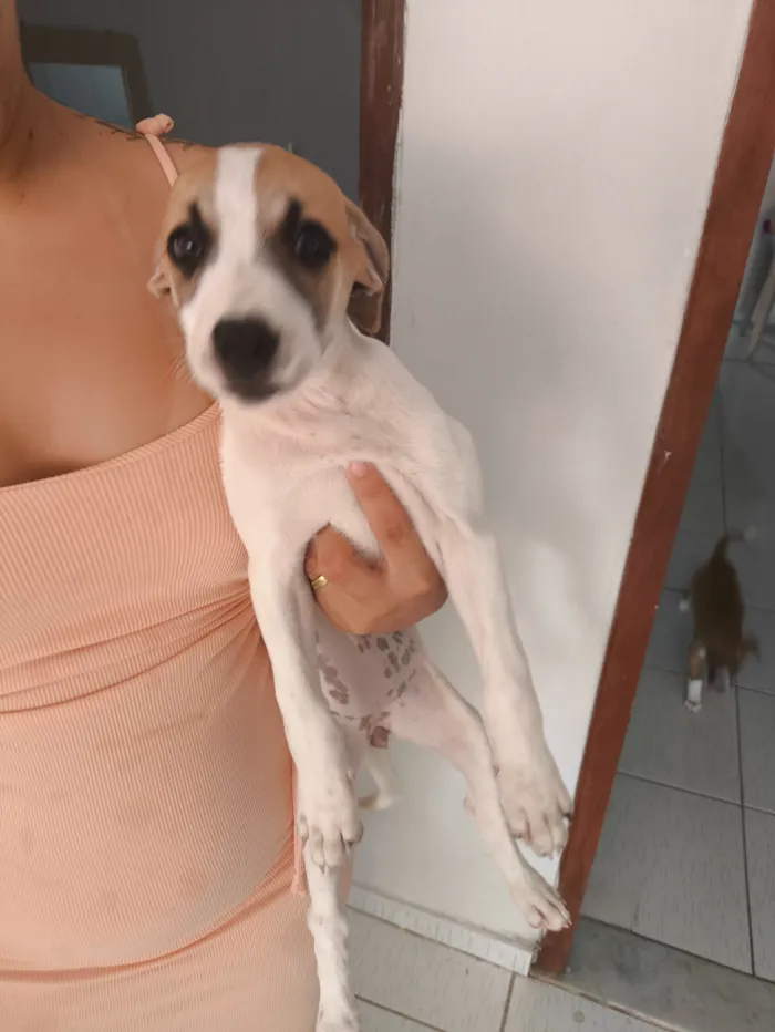 Cachorro raça SRD-ViraLata idade Abaixo de 2 meses nome Kyara 