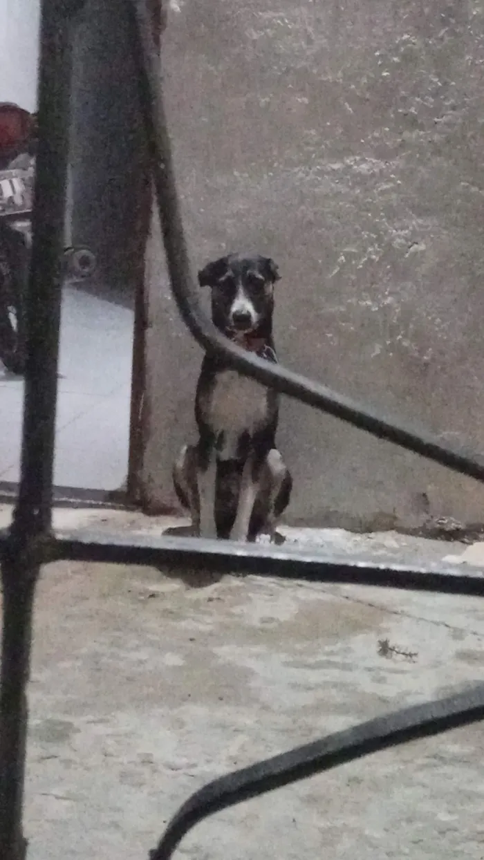 Cachorro raça SRD-ViraLata idade 3 anos nome Óreo 