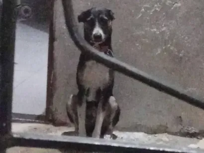 Cachorro raça SRD-ViraLata idade 3 anos nome Óreo 