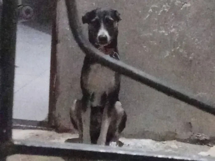 Cachorro raça SRD-ViraLata idade 3 anos nome Óreo 