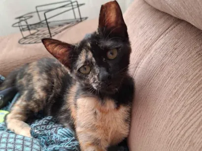 Gato raça SRD-ViraLata idade 7 a 11 meses nome Amora