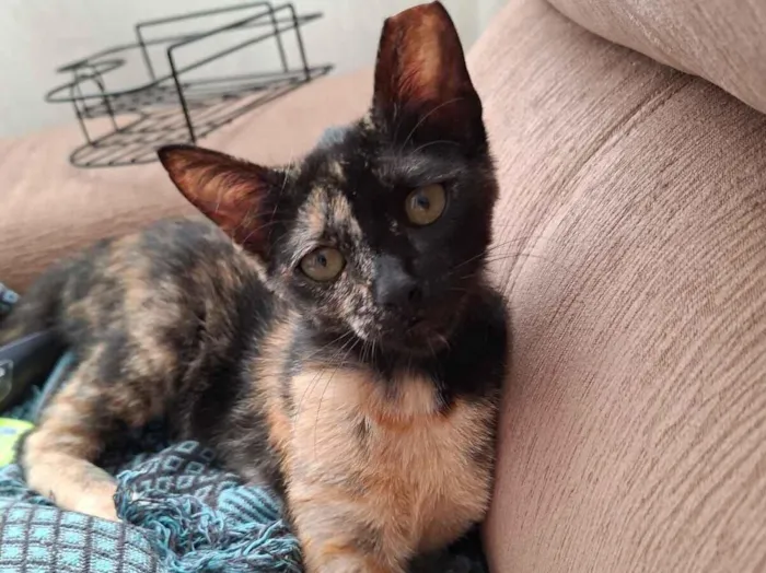 Gato raça SRD-ViraLata idade 7 a 11 meses nome Mimi