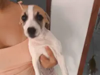 Cachorro raça SRD-ViraLata idade Abaixo de 2 meses nome Kyara 