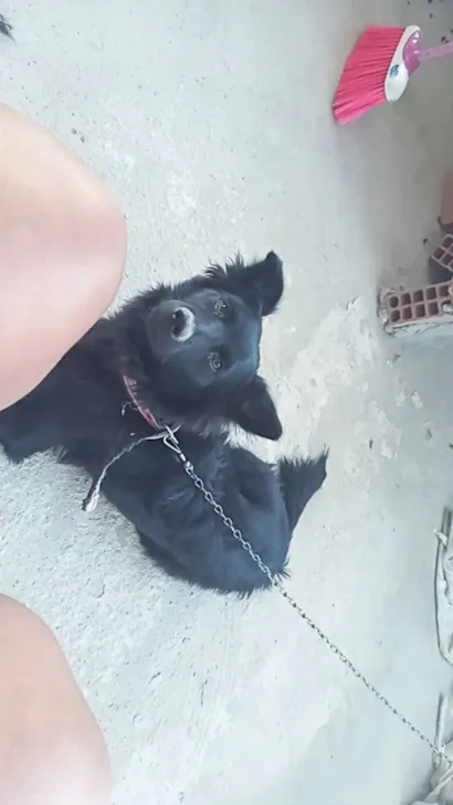 Cachorro raça Chow Chow idade 2 anos nome Neguinha e negao