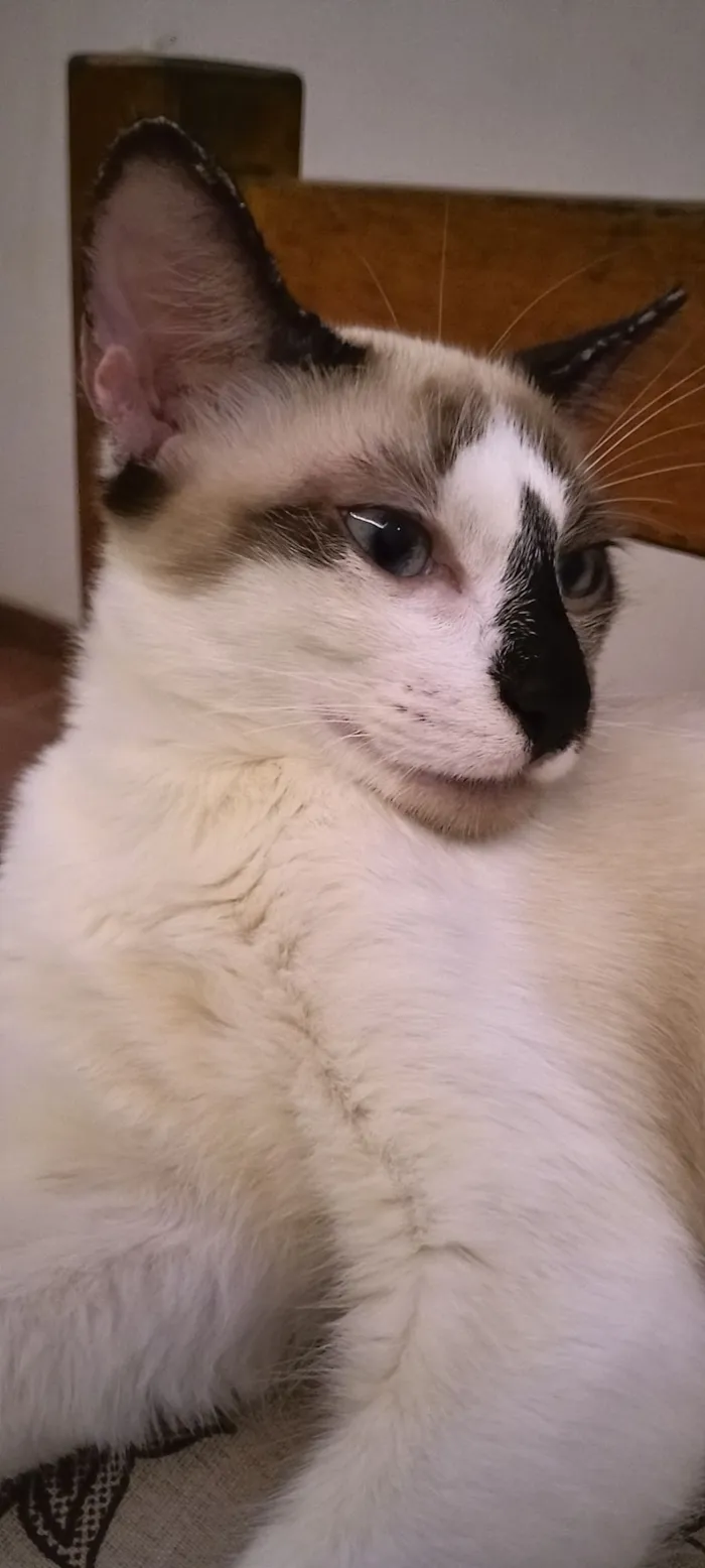 Gato raça SRD-ViraLata idade 7 a 11 meses nome Tico