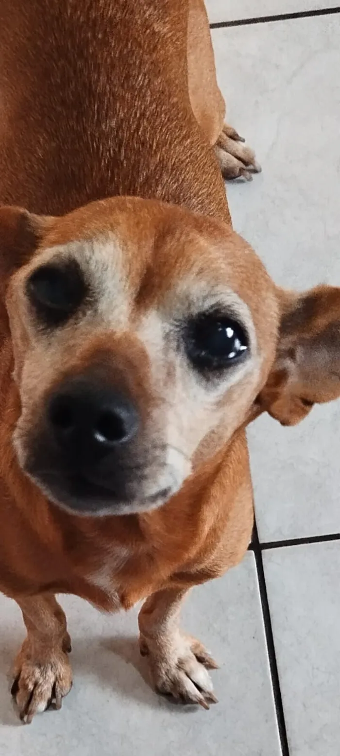 Cachorro raça Pinscher idade 6 ou mais anos nome Chulica