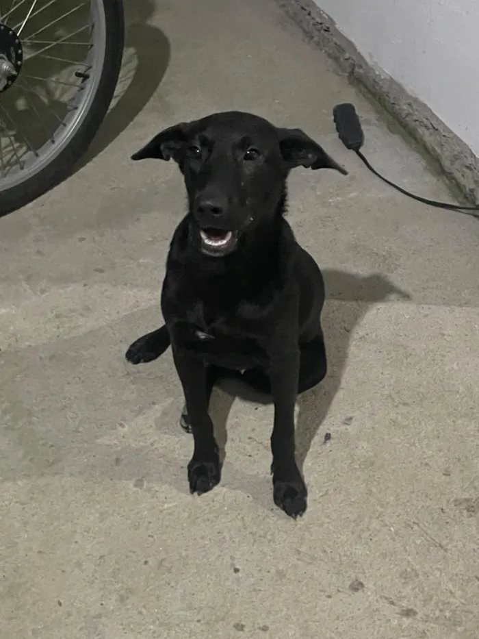 Cachorro raça SRD-ViraLata idade 1 ano nome Moreno