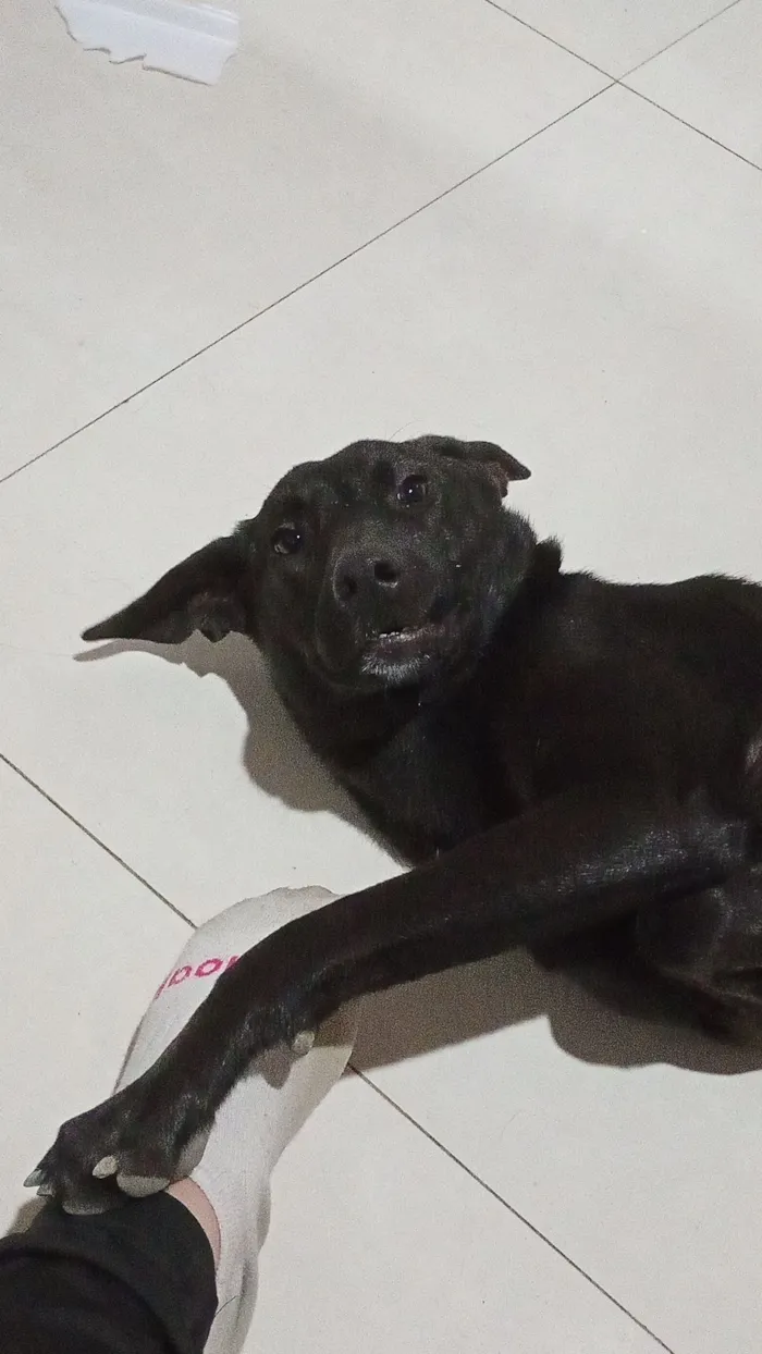 Cachorro raça SRD-ViraLata idade 1 ano nome Moreno