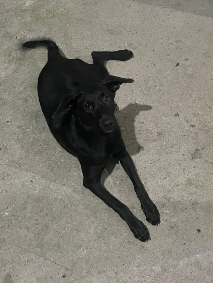 Cachorro raça SRD-ViraLata idade 1 ano nome Moreno