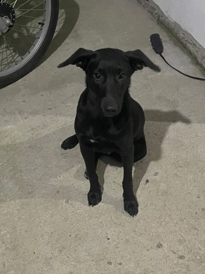 Cachorro raça SRD-ViraLata idade 1 ano nome Moreno