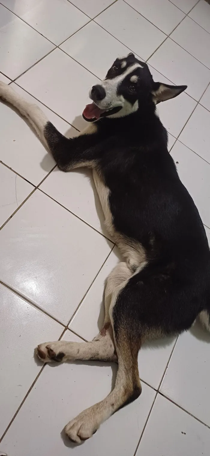 Cachorro raça Pastor Alemão idade 1 ano nome Blú