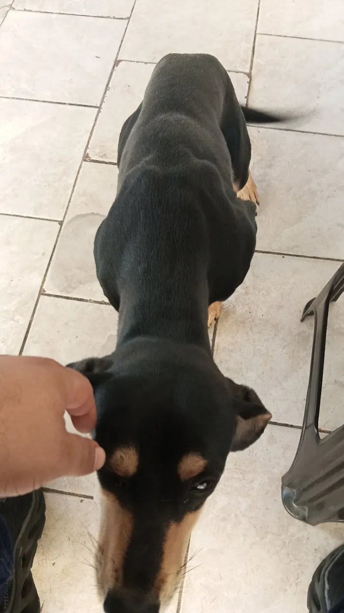 Cachorro raça SRD-ViraLata idade 7 a 11 meses nome Mel 