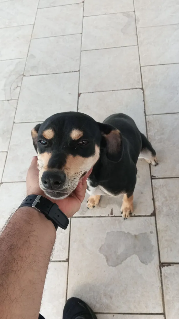Cachorro raça SRD-ViraLata idade 7 a 11 meses nome Mel 