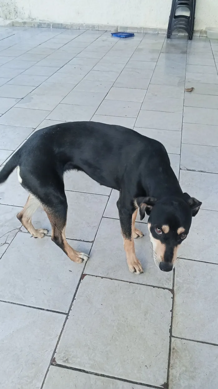 Cachorro raça SRD-ViraLata idade 7 a 11 meses nome Mel 