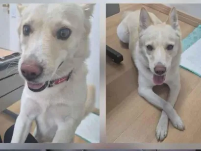 Cachorro raça SRD-ViraLata idade 1 ano nome Sem nome