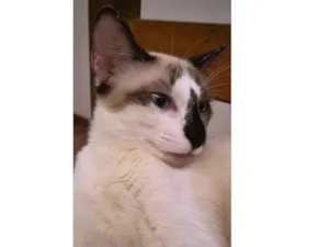 Gato raça SRD-ViraLata idade 7 a 11 meses nome Tico